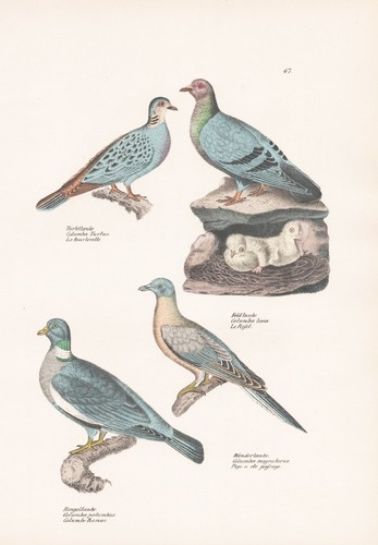 Colombe pigeon oiseau - pigeon,