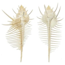 Coquillage murex pecten - Taille 10 à 12 cm