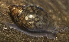 Lot de 10 Physe aquarium