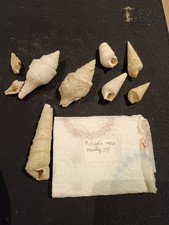 ? Fossiles de gastéropodes marins – Oeuilly (Marne, 51) ?? |