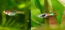 Guppy Endler Poisson Aquarium Eau Douce 3x males + 4x femelles (Pause Vente)