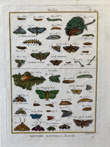 Papillons phalène - papillons,,