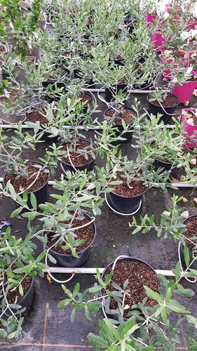 Olea europaea olivière - 'olivière', /
