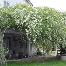 Rosier Banks Blanc Alba Plena