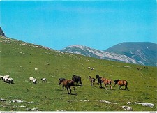 Carte Postale - Animaux -