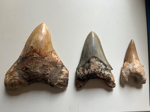 Lot dents requin fossiles - de,