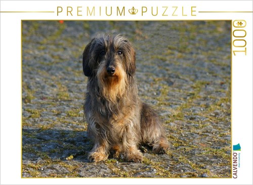 Puzzle calvendo teckel nain - calvendo,