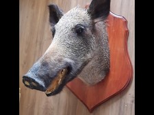 Tête de sanglier -trophée de chasse année 80. bonne etat