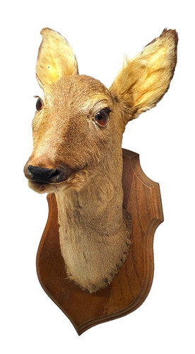 Taxidermie trophée tête - trophée,
