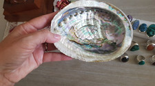 Coquille grand coquillage