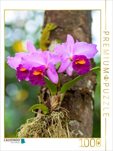 Calvendo puzzle leuchtende - calvendo,