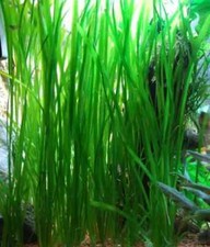 4 vallisneria spiralis plante