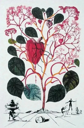 Salvador dali begonia - dali,