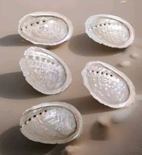 Coquilles D'ormeaux Nacre Naturelle Bretagne Abalone Oreille De Mer ( ref 7 )