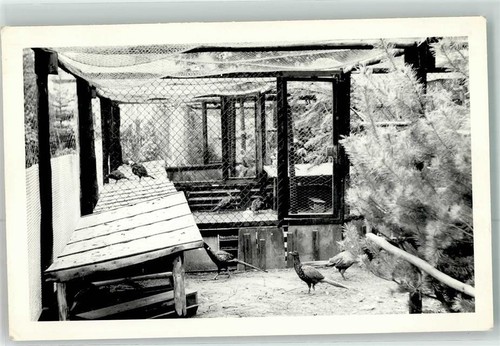 39425983 pheasant aviary - 39425983,