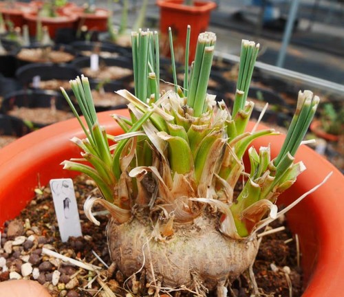 Rare cacti calibanus - cacti,
