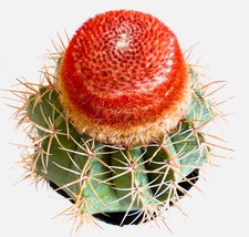 Melocactus matanzanus -