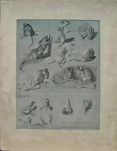 Mathurin meheut la souris - mathurin, :