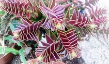 "Lot de 5 Feuilles de Crassula Capitella : ? Propagation Facile pour un Jardin