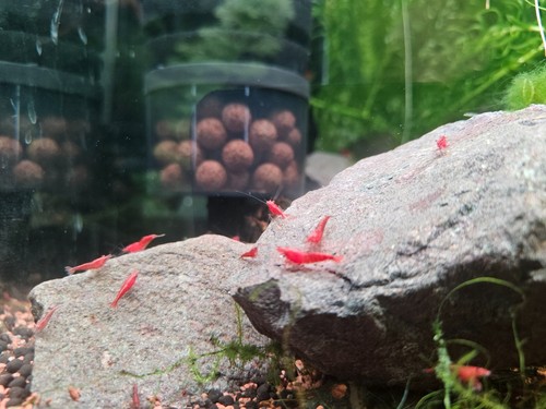 Lot crevettes aquarium - 10,