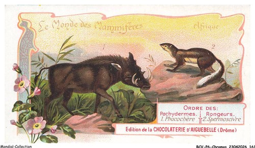 Bcvp6 0481 chromos - -, chocolat