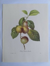 PLANCHE PJ REDOUTÉ PLUS BELLES FLEURS FRUITS REINE CLAUDE FRANCHE POMME VICTOR