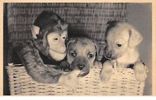 Animaux - n°69895 - Chiens avec un petit singe dans un panier en osier - PC P