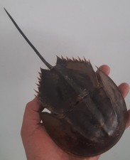 curiosité , taxidermie ,Coquillage : limule naturalisée #1