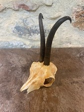 Cornes Bois Chamois Massacre