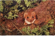 Animaux - Belette - Wiesel - Weasel - CPM format CPA - Voir Scans Recto-Verso