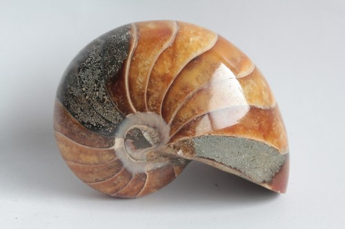 Fossile nautile nautilus - fossile,