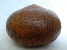 Coloquinte gravée Amérique