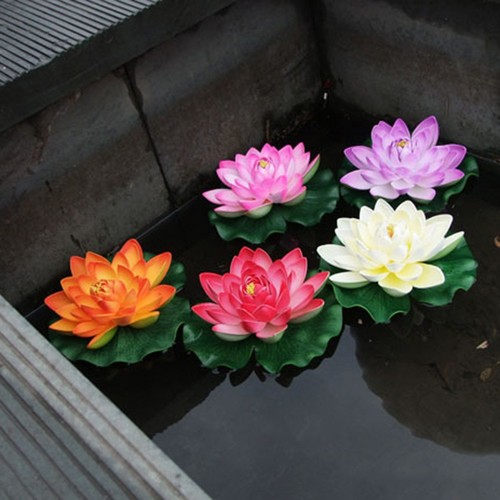 Lotus flottant nénuphar