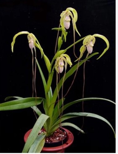 Phragmipedium wallisii - phragmipedium,