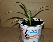 Jeune Chlorophytum N°8