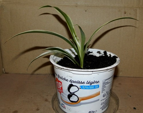 Jeune chlorophytum 8 - jeune, n°8