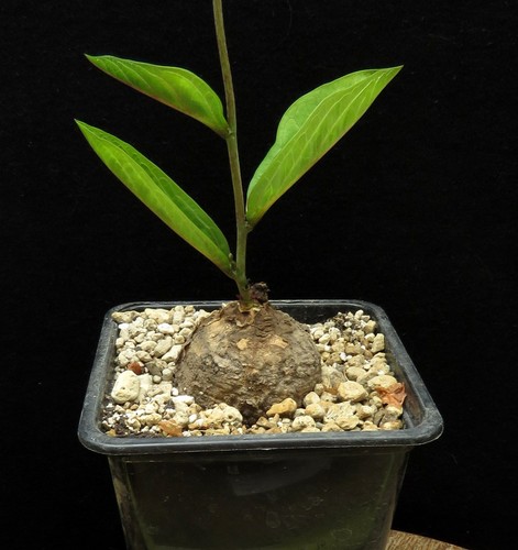 Adenia goetzei euphorbia - adenia,