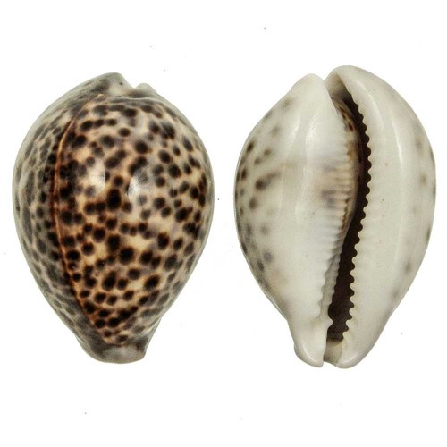 Coquillage cypraea tigris - ,