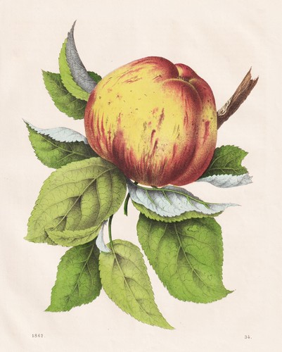 Roi pomme pommes fruits - pomme,