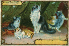 Image ancienne chromo Le chat