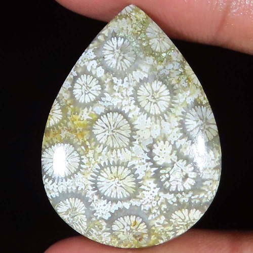 Cts 100 naturel fossil - 31.60,