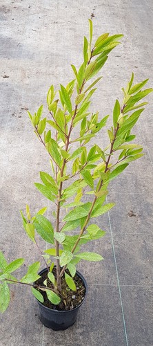 Ilex paraguariensis thé du - thé,