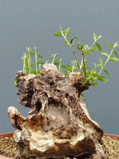 Bonsaï olivier 31 x 29 cm en