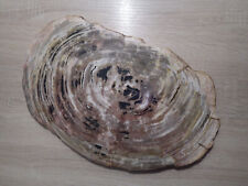 Tranche de bois fossilisé 39X25 cm