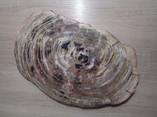 Tranche bois fossilisé - tranche,