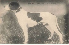 CHIENS #MK52798 CHIEN POINTER CHASSE