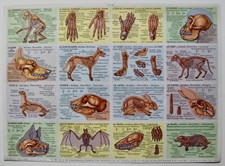 planche N°128:  33 x 24 de 16 bons points images Arnaud école scolaire anatomie