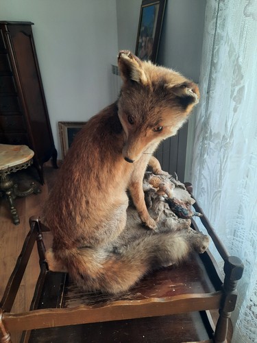 Taxidermie renard - taxidermie,