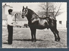 CPSM vers 1960  faune animaux