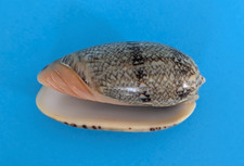 Oliva reticulata (Viduoliva)